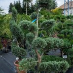 Cypruštek arizónsky (Cupressus arizonica) ´FASTIGIATA´ (-13°C) - 170-180cm, kont.70l - BONSAJ